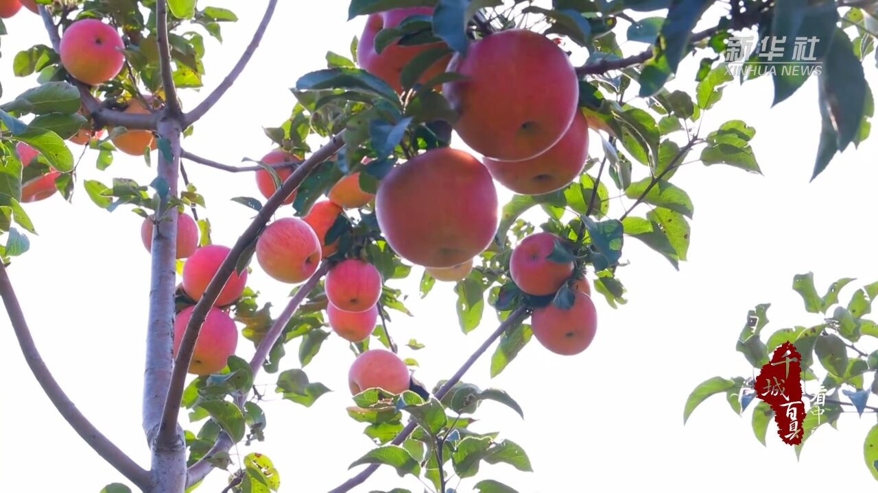 千城百县看中国|河北承德:金秋苹果挂满树 丰收时节笑开颜