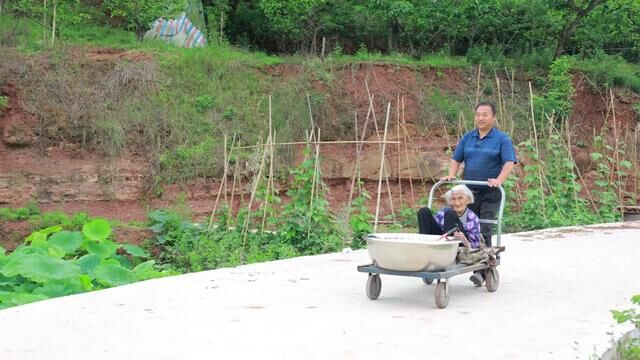 二哥菜园硕果累累;吃不完又要摘去卖;奶奶也忍不住跟着去菜地兜风 #有机蔬菜