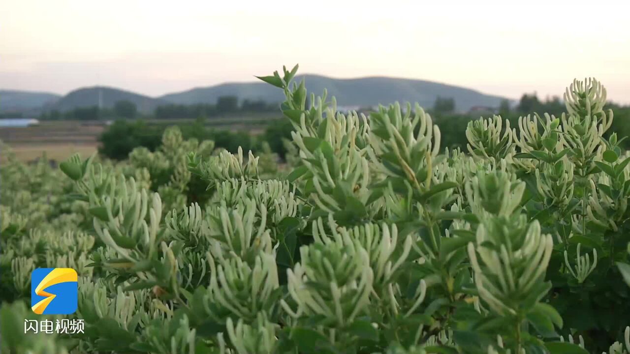 第14届中国(平邑)金银花产业发展峰会暨农业文化遗产保护传承研讨会召开