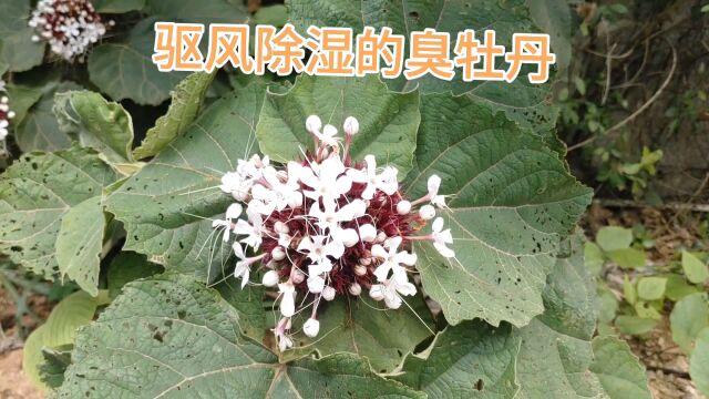 全株有臭味 花开绚丽 路边的野花叫臭牡丹 是祛风除湿的宝贝