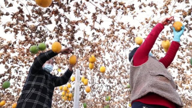 产业联兴、强村共富!临邑:村企合作结下“瓜蒌缘” 共筑乡村振兴梦