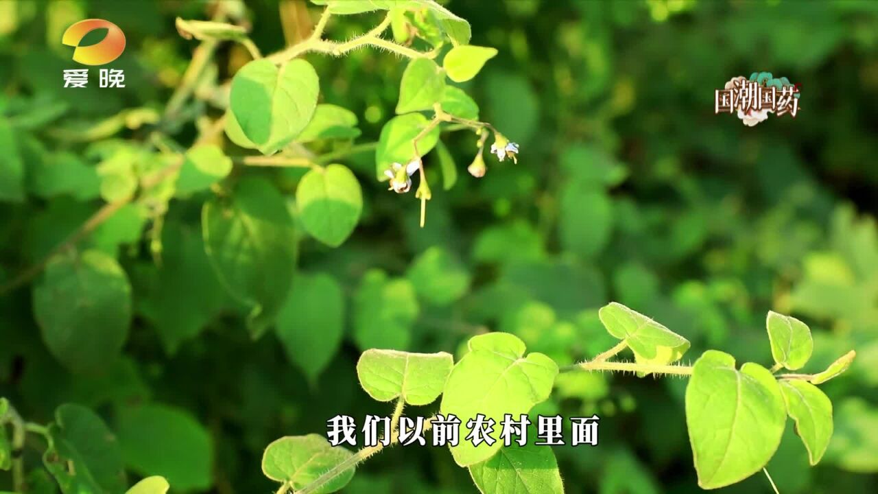 难得!欲摘天灯觅白英:云深处的天然抗癌本草