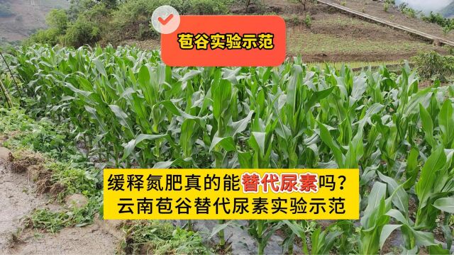 缓释氮肥真的能替代传统尿素吗?2023.5.20云南唐总苞谷用土大厨一公斤缓释氮肥代替40斤尿素示范!