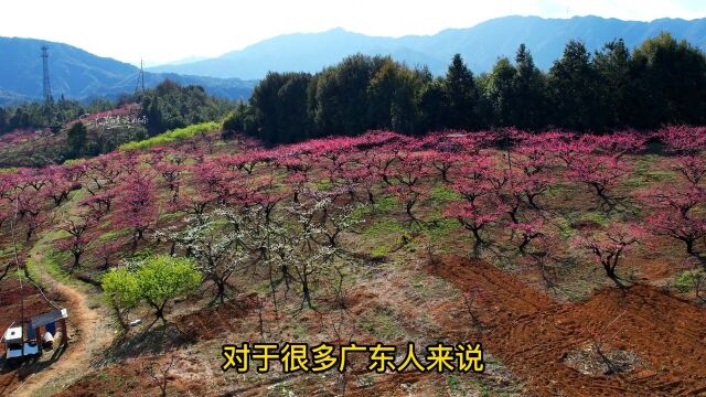 广东连平桃花迎来了最佳观赏期,快艾特小伙伴们一起来拍照打卡吧#鹰嘴桃#桃花#广东#花