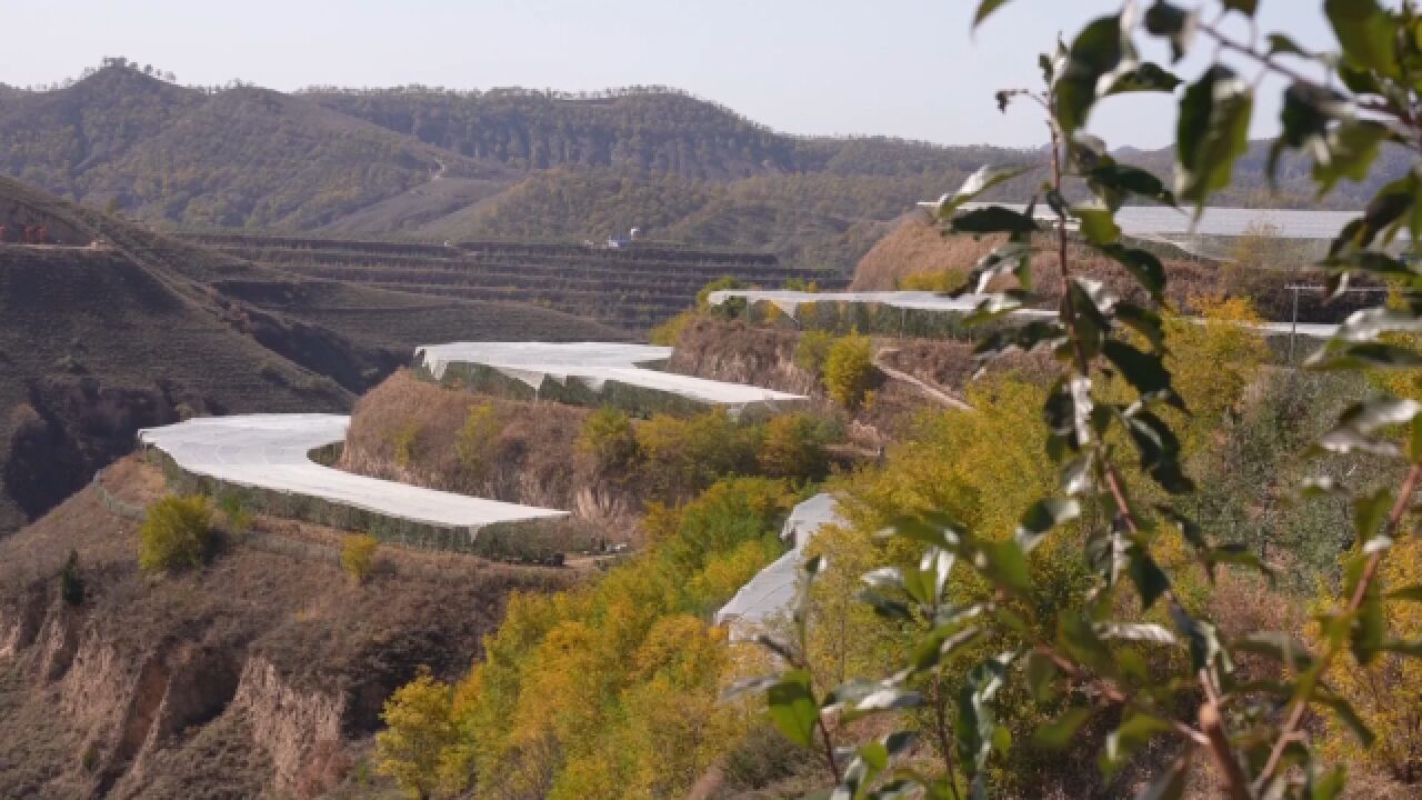 麻柴沟山地苹果示范园:苹果“红”折射致富“金”