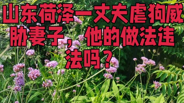 山东荷泽一丈夫虐狗威胁妻子,他的做法违法吗?