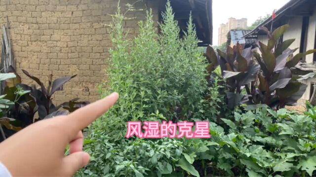 艾草号称“风湿的克星”,很多人不知道它的价值与用途,一起看看