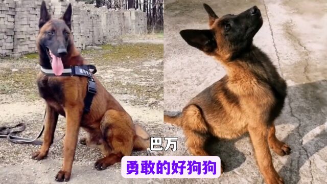 巴万:一只流浪小马犬,凭实力为自己找了份铁饭碗工作