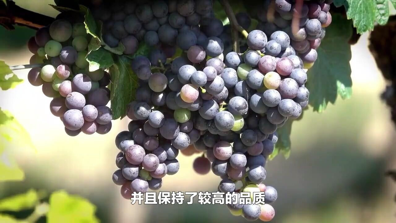 全国哪种葡萄最好吃?经过评比,这5种葡萄很出名,你吃过几种?