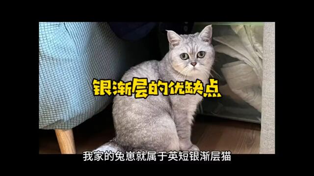 银渐层的优缺点