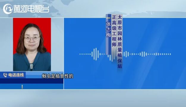 山西太原 '虫儿飞呀飞' 园林部门回应