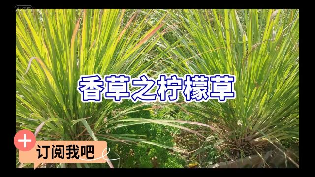 一棵聊香草之柠檬草