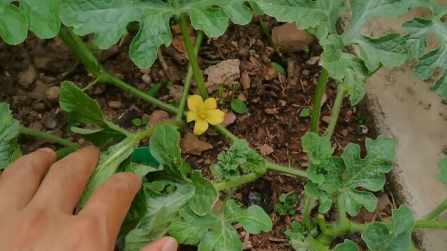 小镇种花日记,楼顶上的西瓜开花啦,不知道收成会怎样,期待中