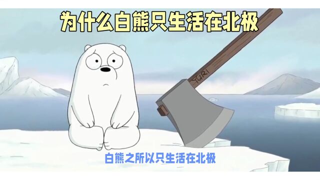 为什么白熊只生活在北极