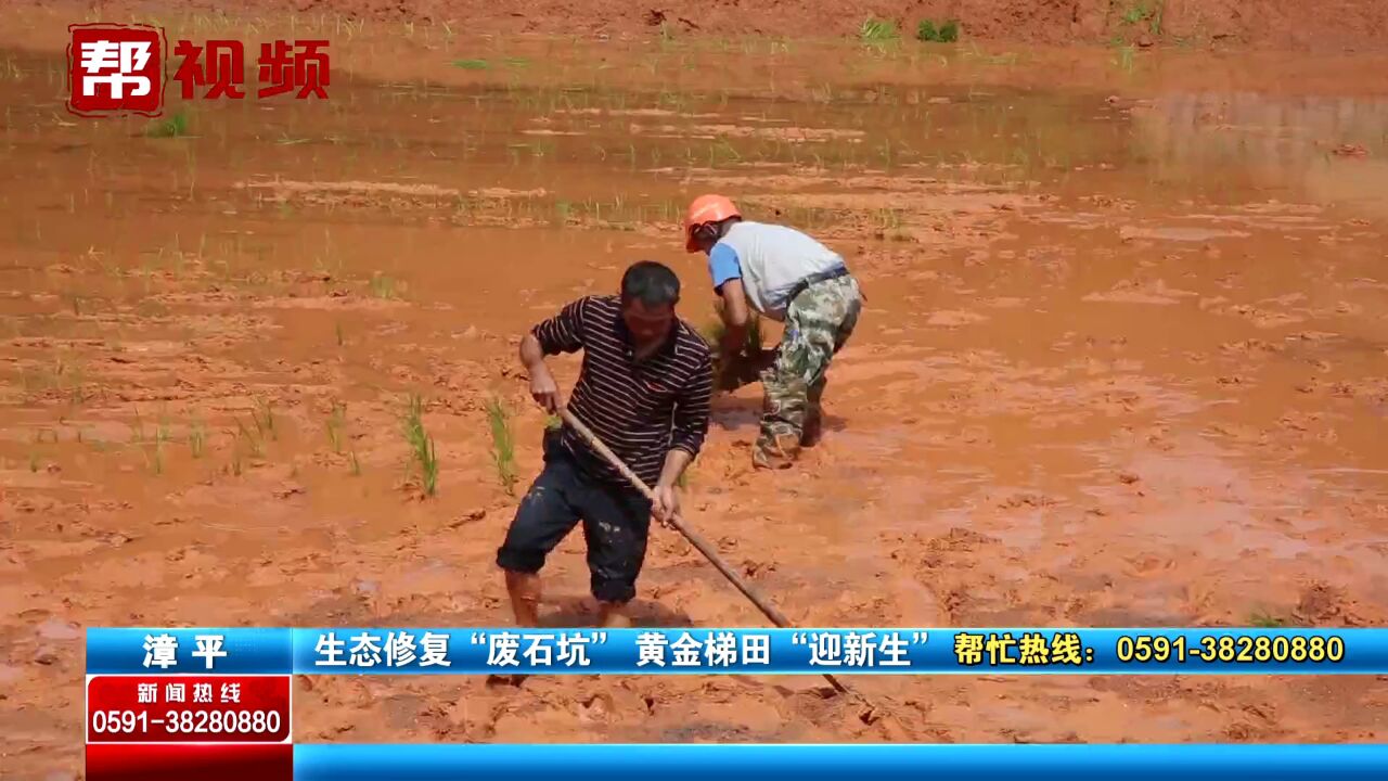 “废石坑”换新装!龙岩漳平因地制宜 将矿点改造成高标准梯田