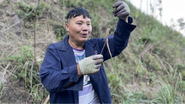 长在石头缝的地菜,没想到是一棵年头货,媳妇直呼不错