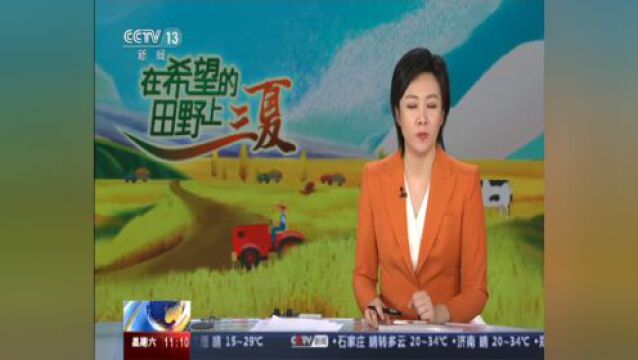 CCTV13《新闻直播间》:抢收抢种麦收超九成夏种面积超七成