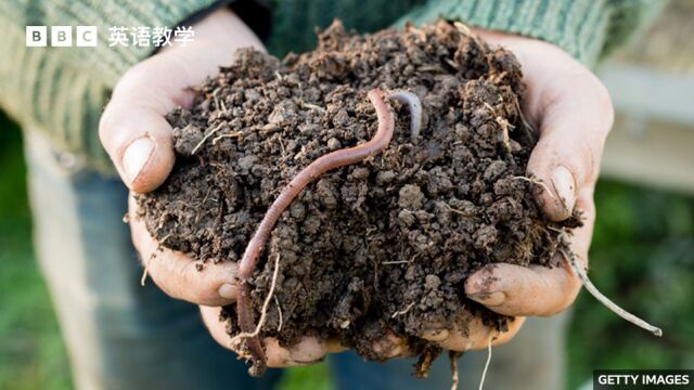 BBC随身英语:小小蠕虫为什么被称为“大英雄” Hero worms