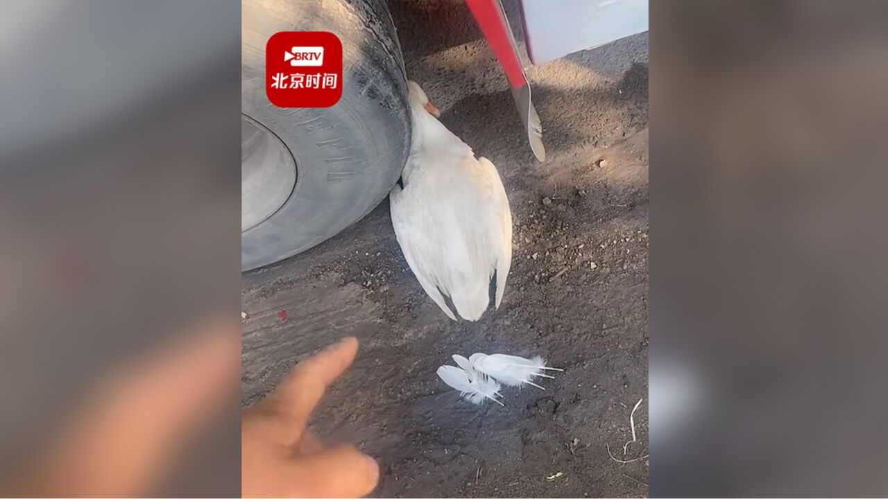 网曝老太太货车车轮下放死鸭子索赔100元 司机:车50吨重鸭子完整无损,警察都笑了