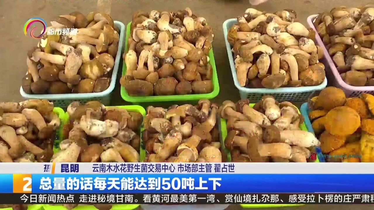 野生菌每天上市量达50吨 多种牛肝菌价格已跌破百元