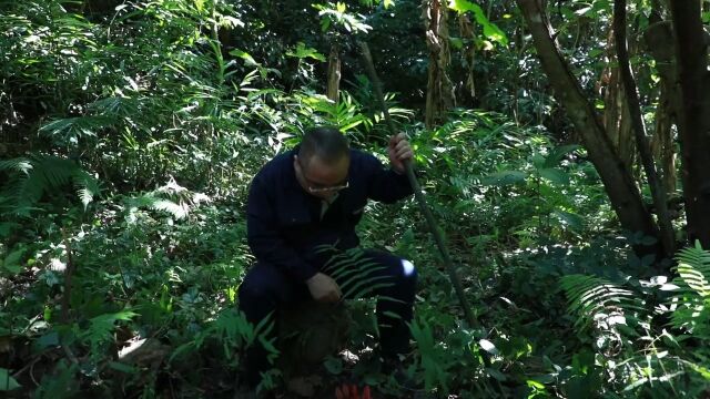 颜色鲜艳,外形似蘑菇的植物,神农四草之文王一支笔,没见过的一定要看