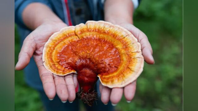 芝康纪:品质保障,健康无价!探究灵芝孢子粉的神秘魅力