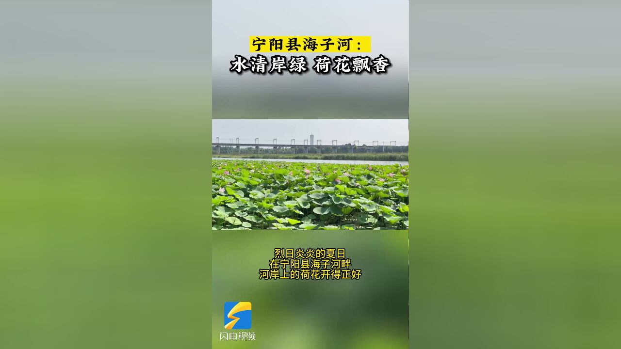 宁阳县海子河:水清岸绿 荷花飘香