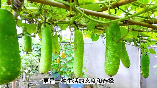 葫芦瓜种植并不难,跟我做好这几步,丰收很简单!