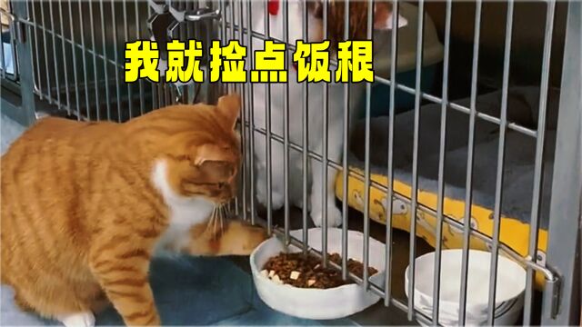 猫咪:她冤枉我,我这是怕浪费了