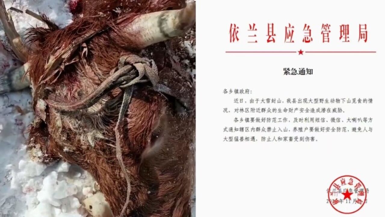 网传黑龙江有老虎下山吃牛,牛主人暂未获补偿,林业和草原局:正在开会研究此事