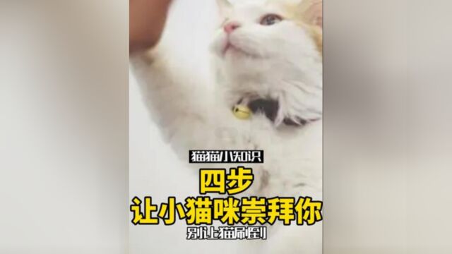 四招让你的猫快速崇拜你,有猫的学起来#养猫知识