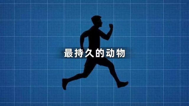 你知道什么动物的耐力最强吗?其实人类远比你想象中的要厉害