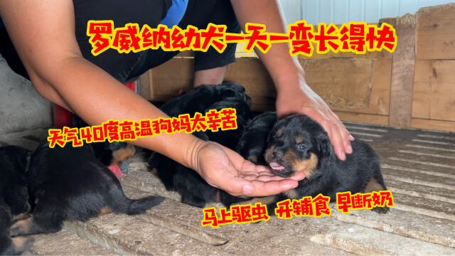 罗威纳幼犬肚大腰圆长,40度高温狗妈辛苦,马上驱虫断奶开辅食