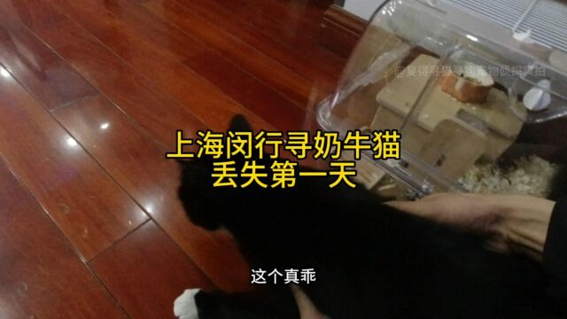 上海闵行寻奶牛猫