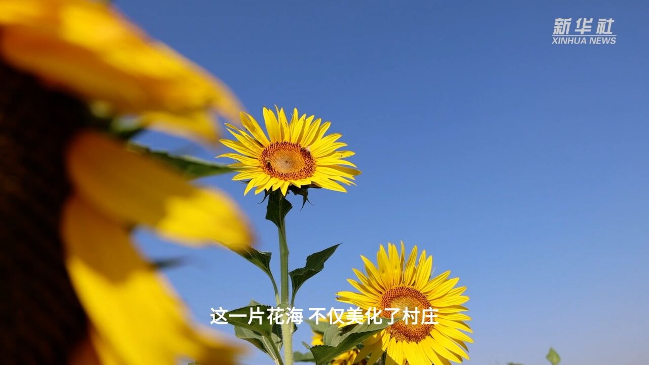 山东夏津:油葵花海助农增收