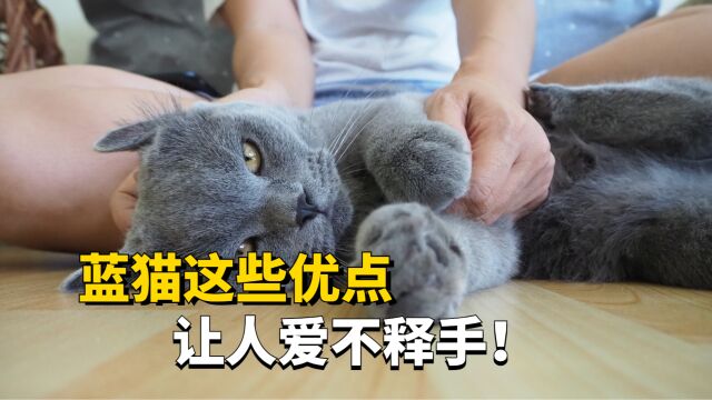 蓝猫这些优点,让人爱不释手!