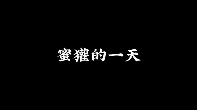 无所畏惧的平头哥,一身是胆,勇往直前! #蜜獾 #蜜獾平头哥 #动物世界