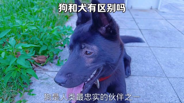 狗和犬有什么区别?#中华田园犬 #狗狗的日常 #新手养狗