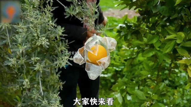 用塑料瓶就能自己做一个摘果神器,简单实在简直不要太好用,很有创意的一个手工制作小发明创意手工手工制作变废为宝