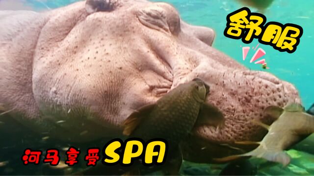 河马享受水中SPA,居然舒服的睡着了,视频珍贵,难得一见