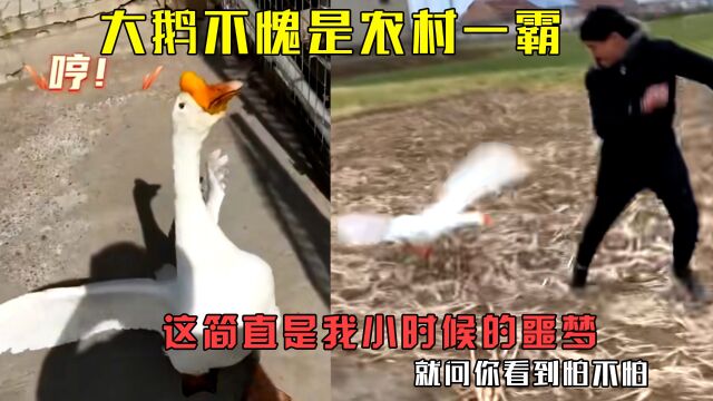 大鹅村中一霸就问你看到怕不怕:这简直是我小时候的噩梦