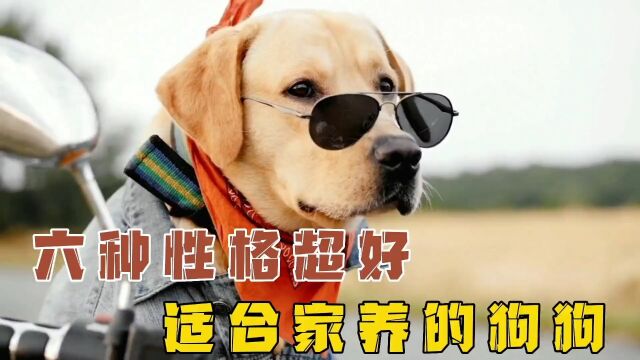 六种性格超级好,适合家养的大型犬.