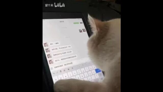 打字有些慢的猫猫也很可爱