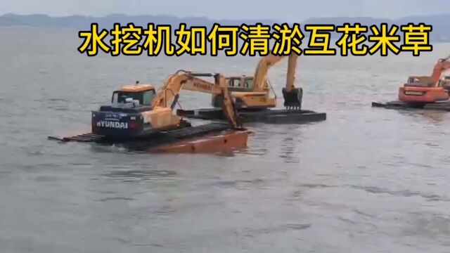 浙江湖州互花米草清理公司哪里好