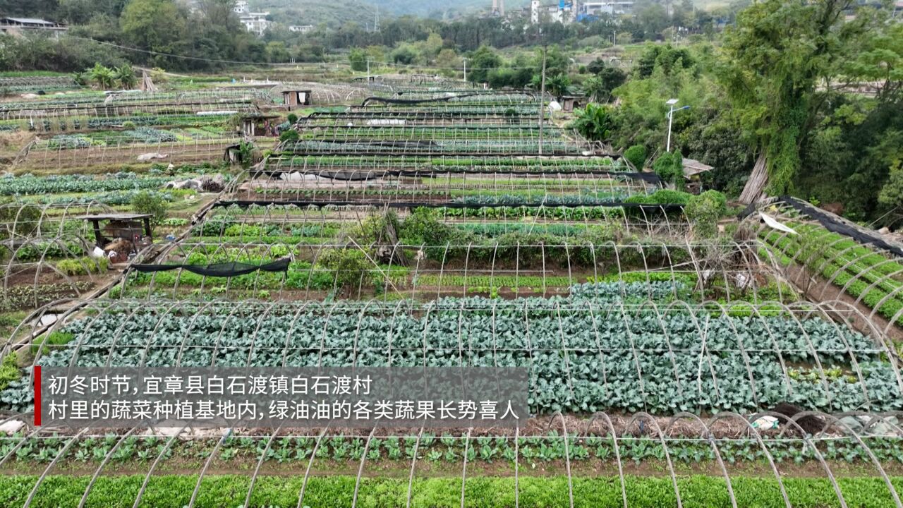 红村振兴|宜章县白石渡村:“红绿”交融“丰”景美