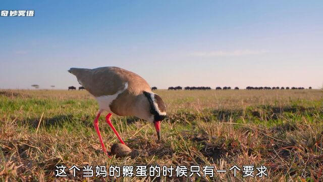 为了守护他,甘愿奉献自己的生命