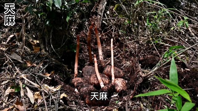 天麻是一味珍贵而又古老的药材,在《神农本草经》就有记载了,古称“赤箭”#奇花异草 #趣味本草 #植物科普 #天麻 #赤箭