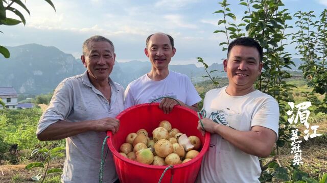 视频|涟源湄江:早熟翠冠梨“甜蜜”上市