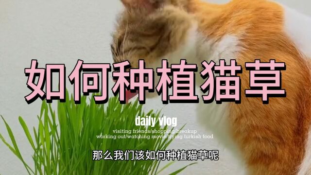 如何种植猫草呢?有这些方法