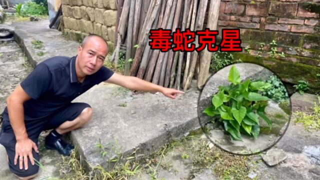 农村不起眼的“三角蛇”,原来是毒蛇的克星,赶紧认识并了解一下